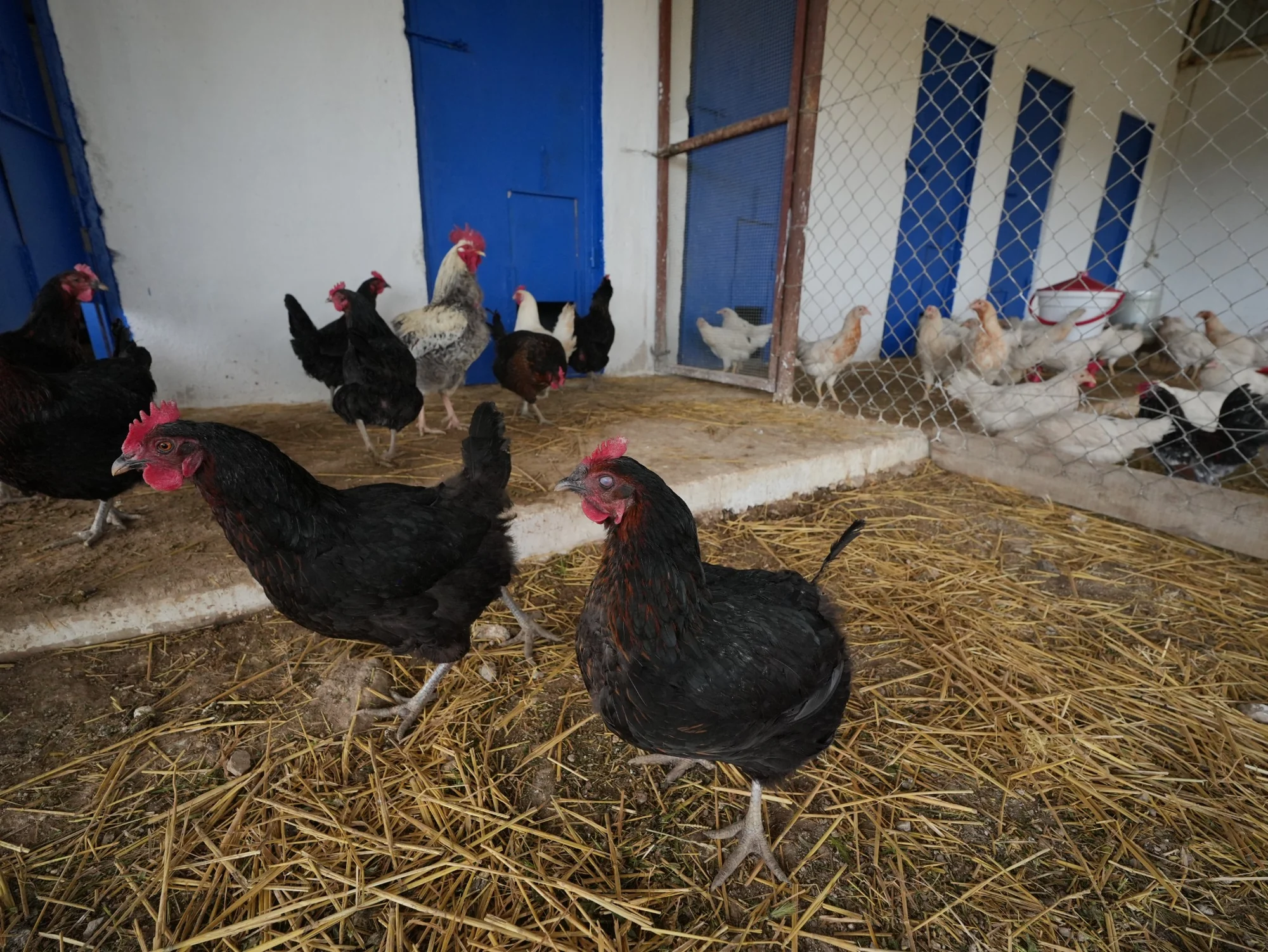 HAS BESİ çiftliğinde tavuk ve horozlar